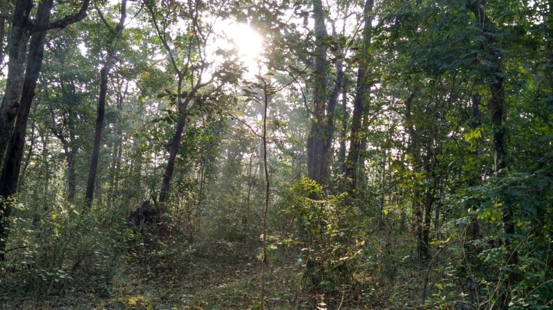Forest Near tent house at State Lodge Comples Dandeli