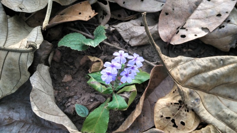 Flowers in the forest Near tent house at State Lodge Comples Dandeli