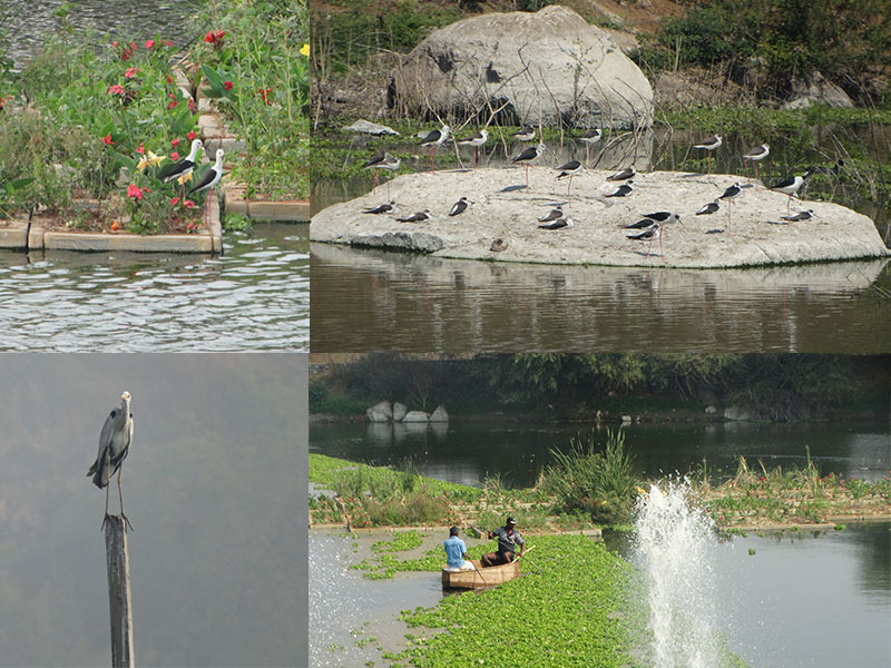 Team Madhulika - Dhruvansh NGO birds in the lake