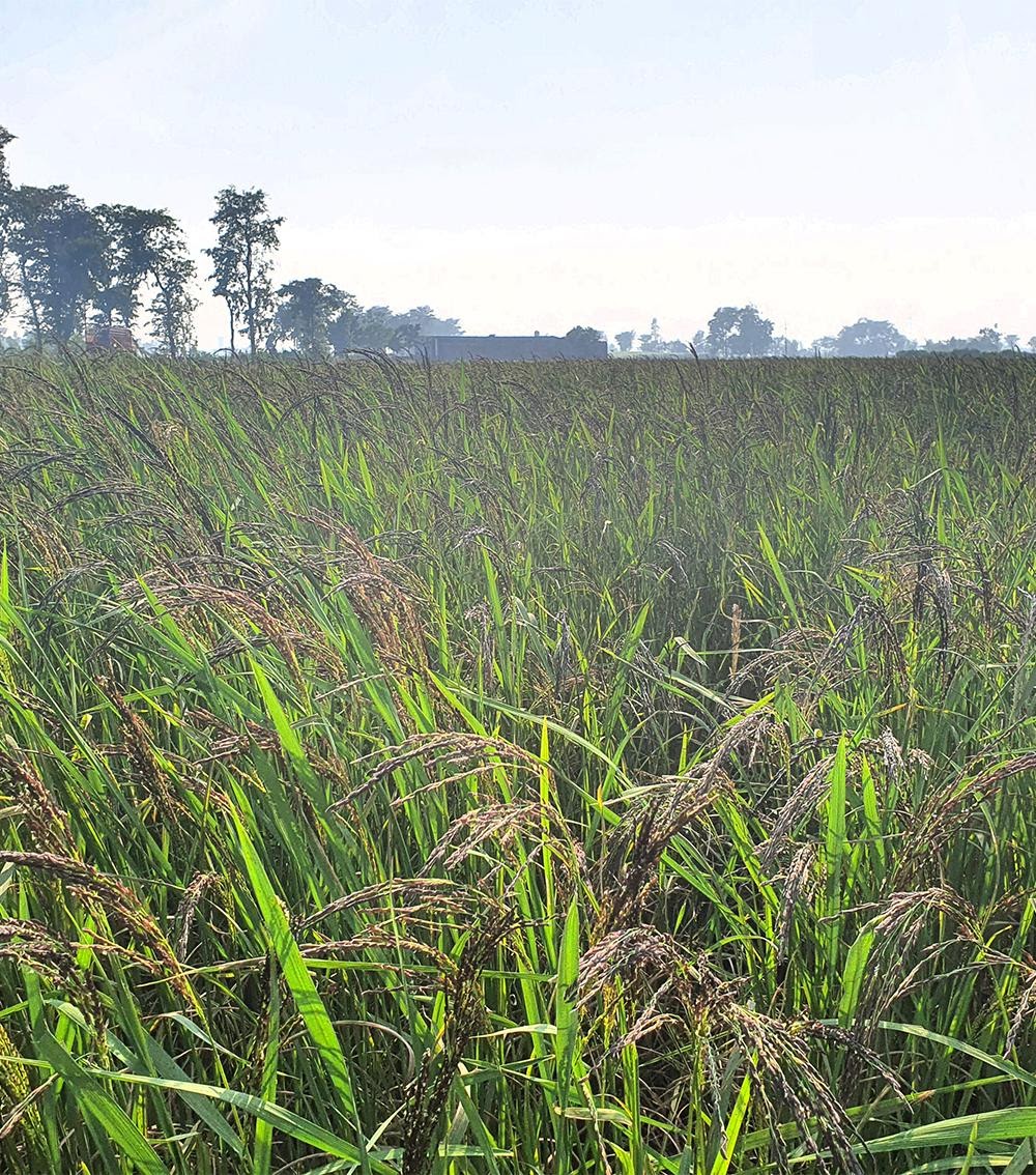 Pali farms crop of Kalanamak Rice