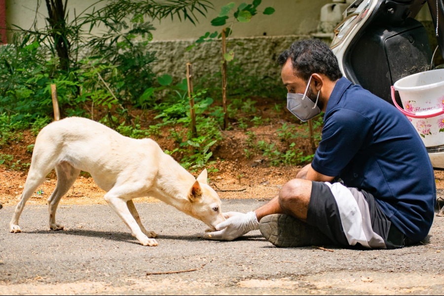 Dheeraj Muramshetti feeding dogs