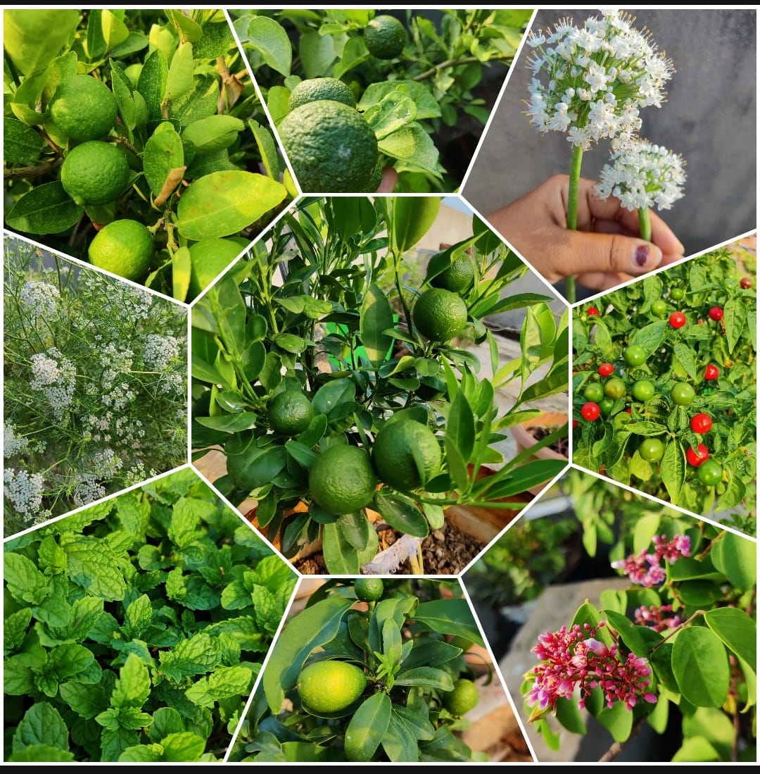 Fruits of Kalpana Kumari’s Terrace Garden